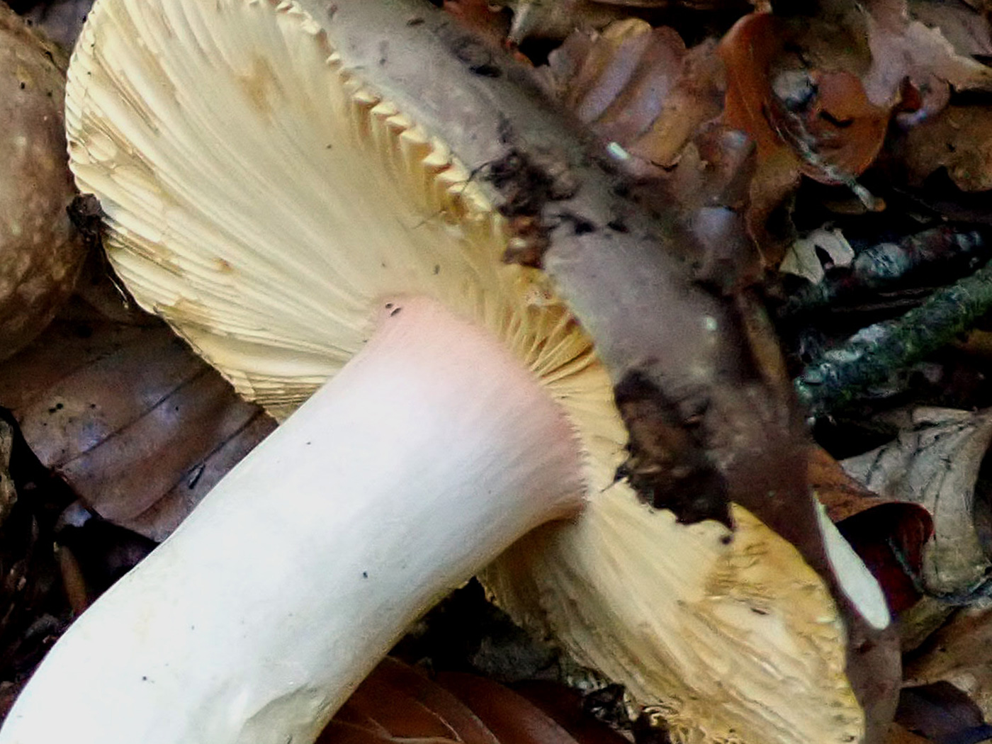 Russula olivacea   by Penny Cullington